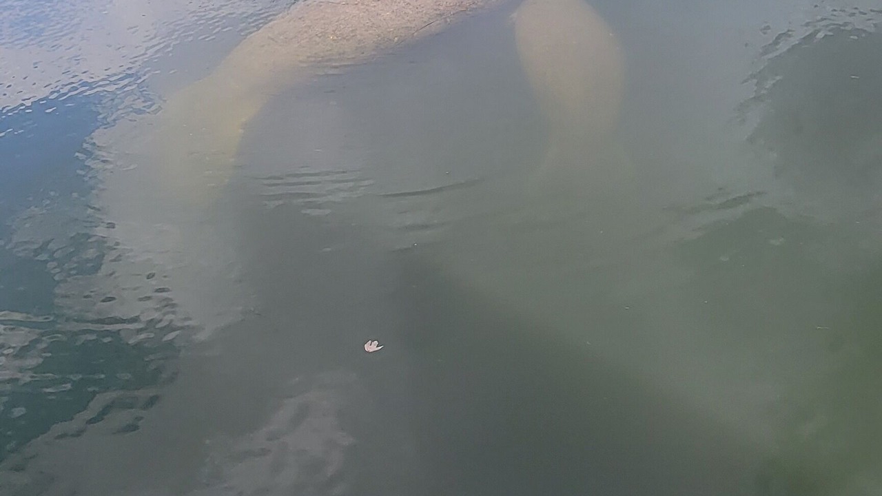 Photo of Others in Crystal River