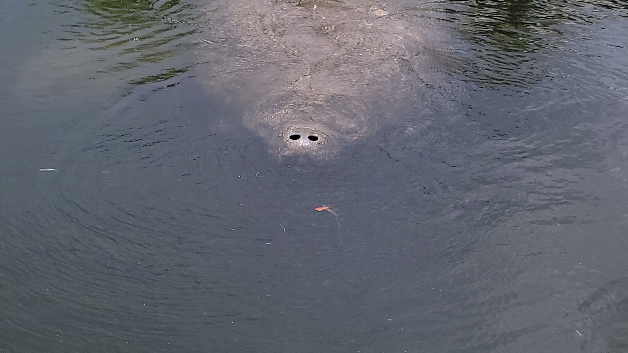Photo of Others in Crystal River