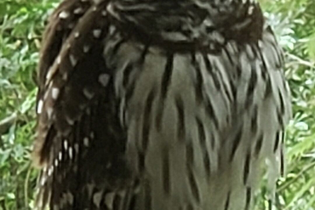 Photo of Others in Mount Dora