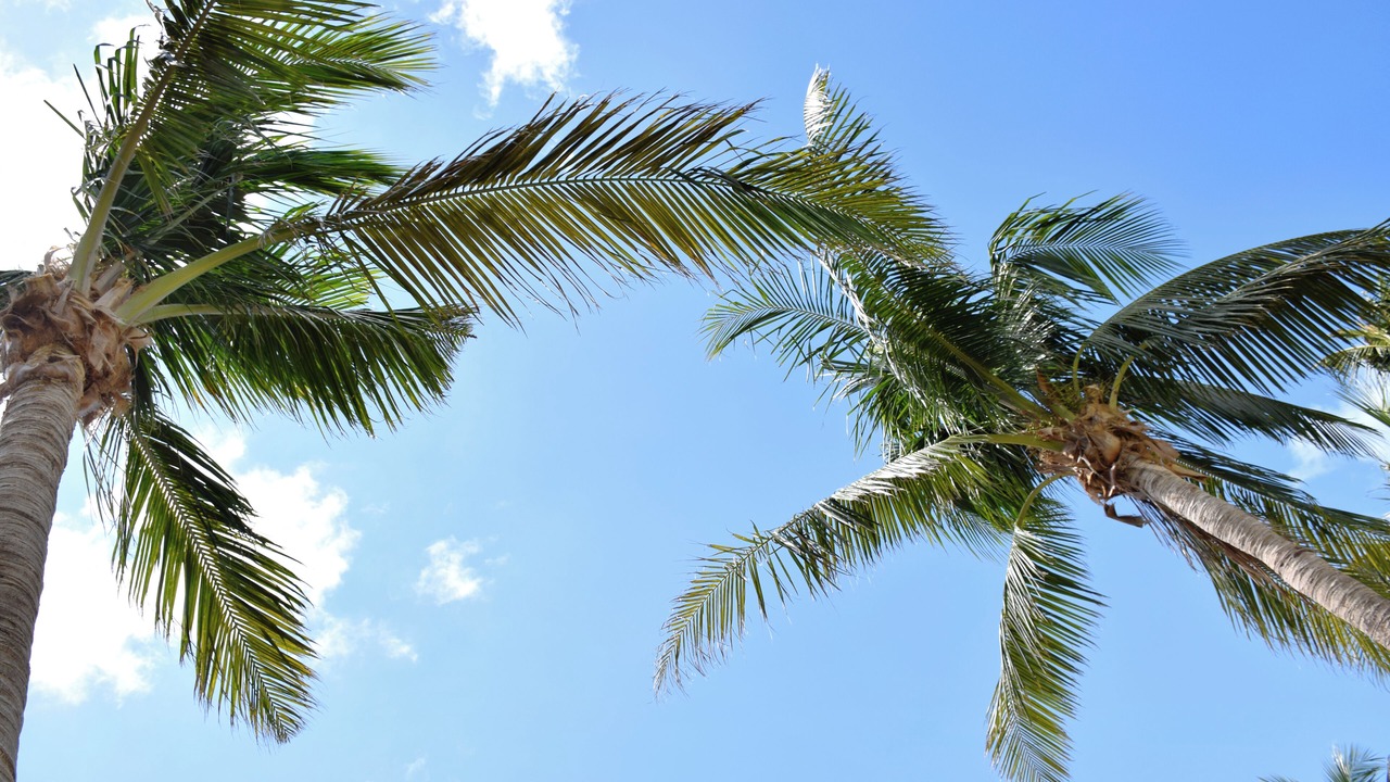 Photo of Others in Key Biscayne
