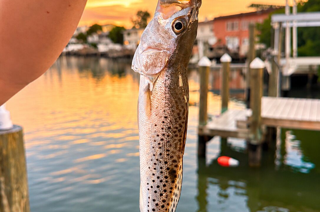 Photo of Outdoor in Indian Rocks Beach