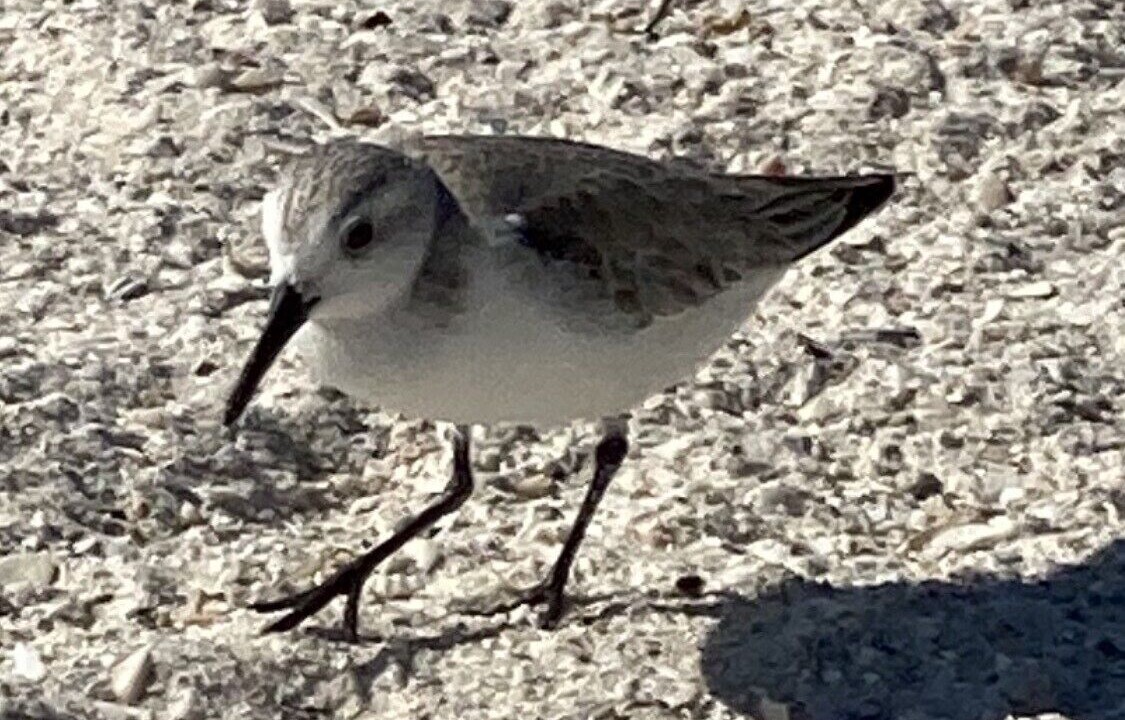 Photo of Others in Bonita Bay