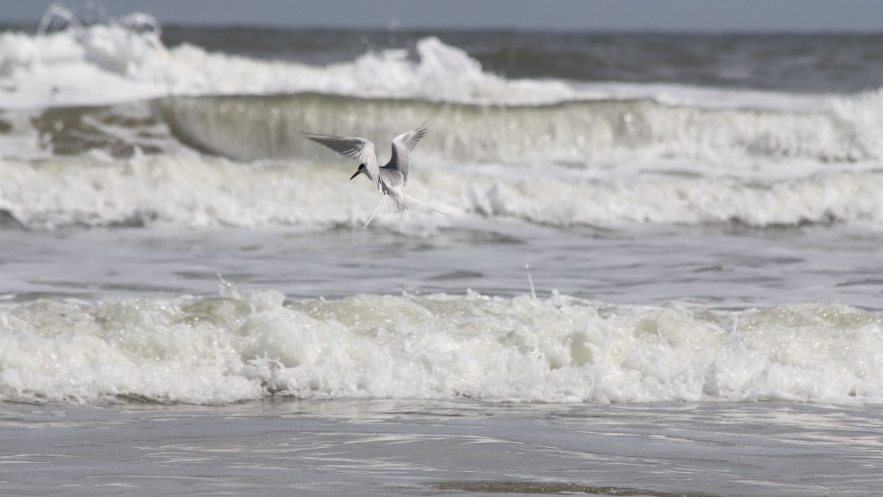 Photo of Others in Crescent Beach