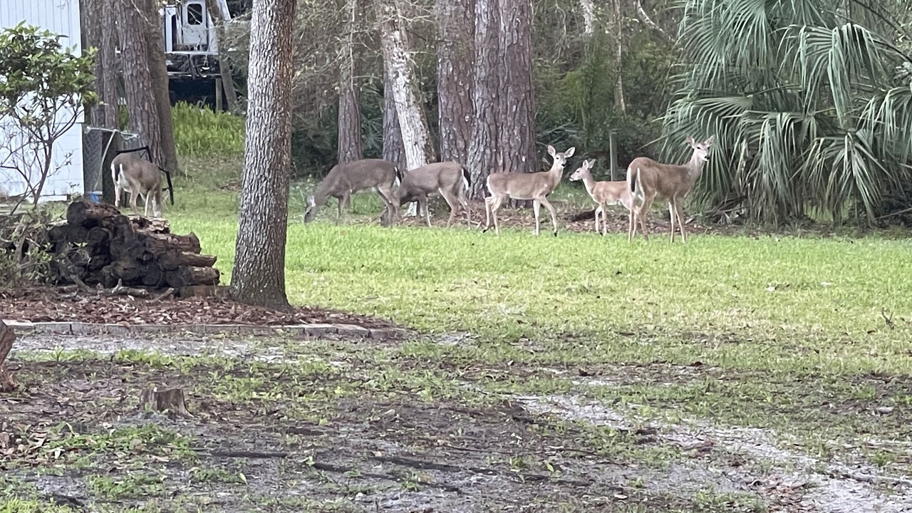 Photo of Others in St. Augustine