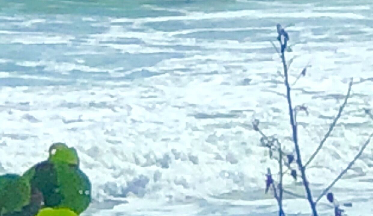 Photo of Others in New Melbourne Beach
