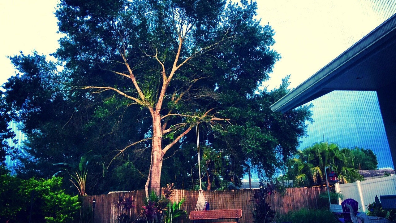 Photo of Outdoor in Oldsmar