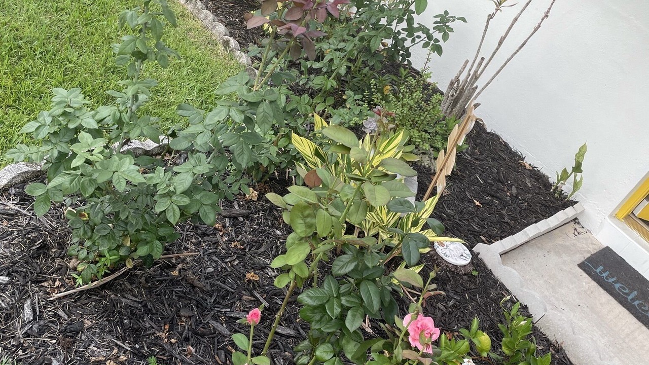 Photo of Outdoor in Oldsmar