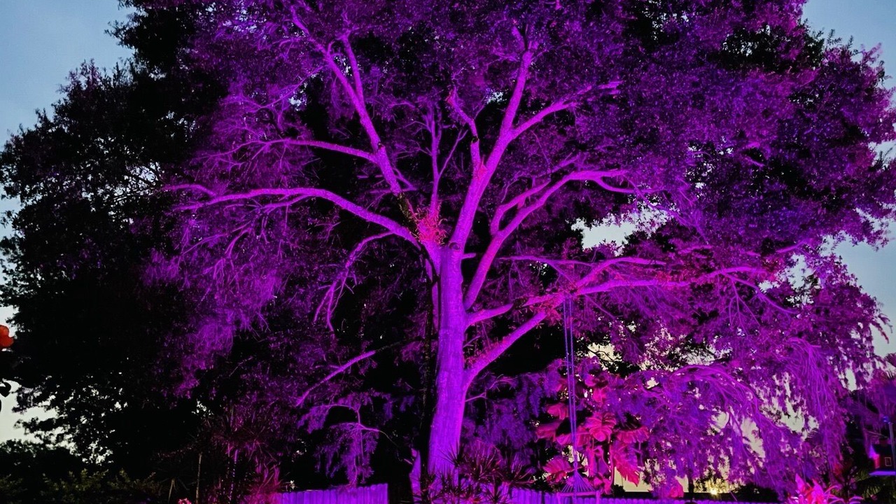 Photo of Outdoor in Oldsmar