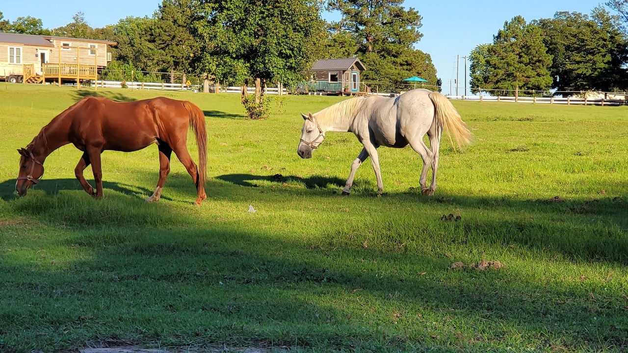 Photo of Others in Georgia Coast