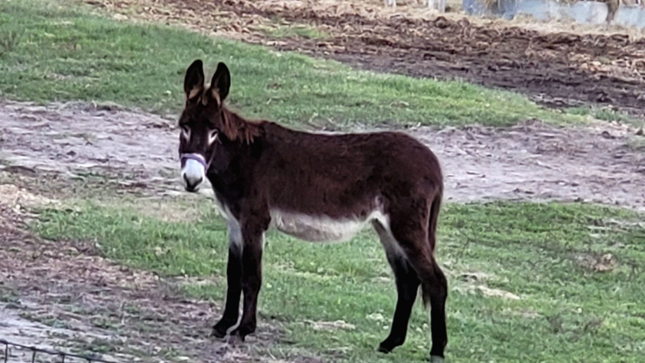Photo of Others in Georgia Coast