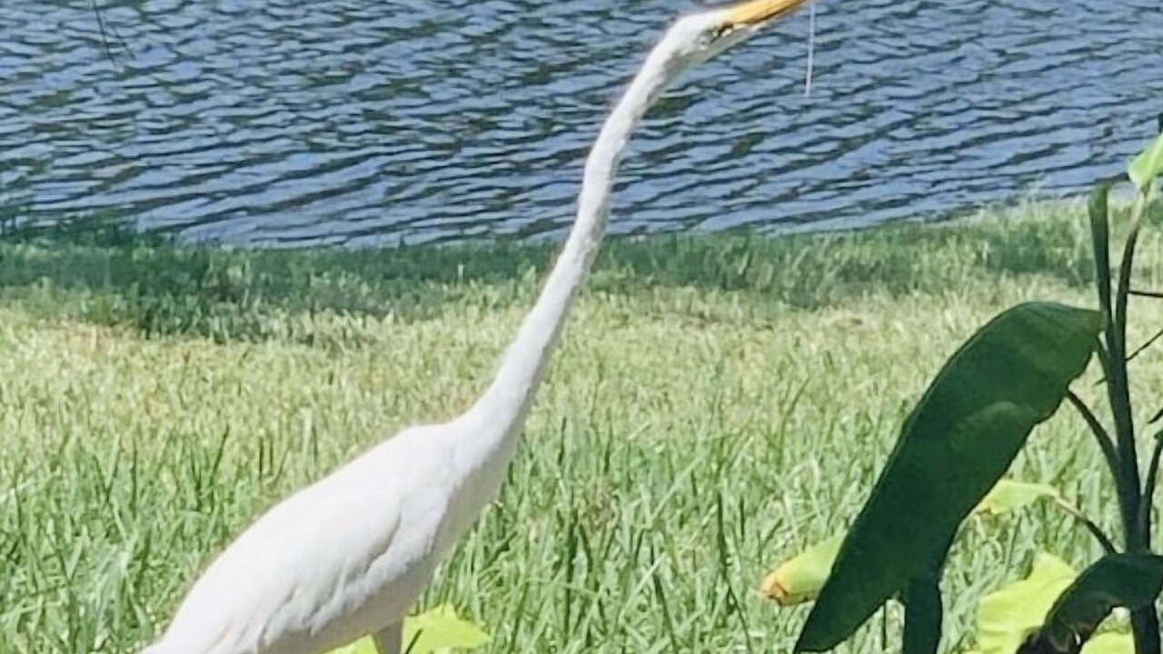 Photo of Others in Sterling Ranch