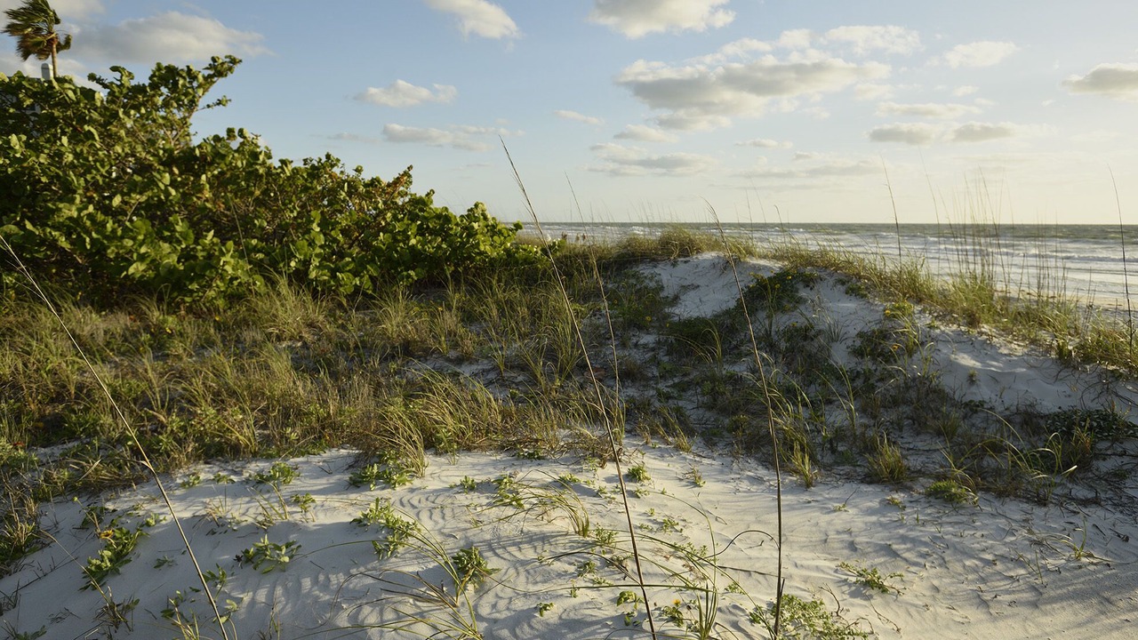 Photo of Others in Indian Rocks Beach