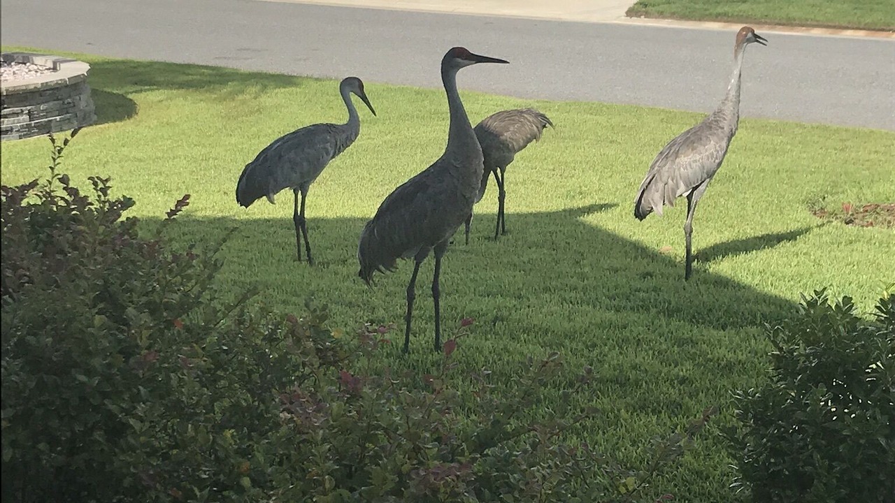 Photo of Outdoor in Fruitland Park