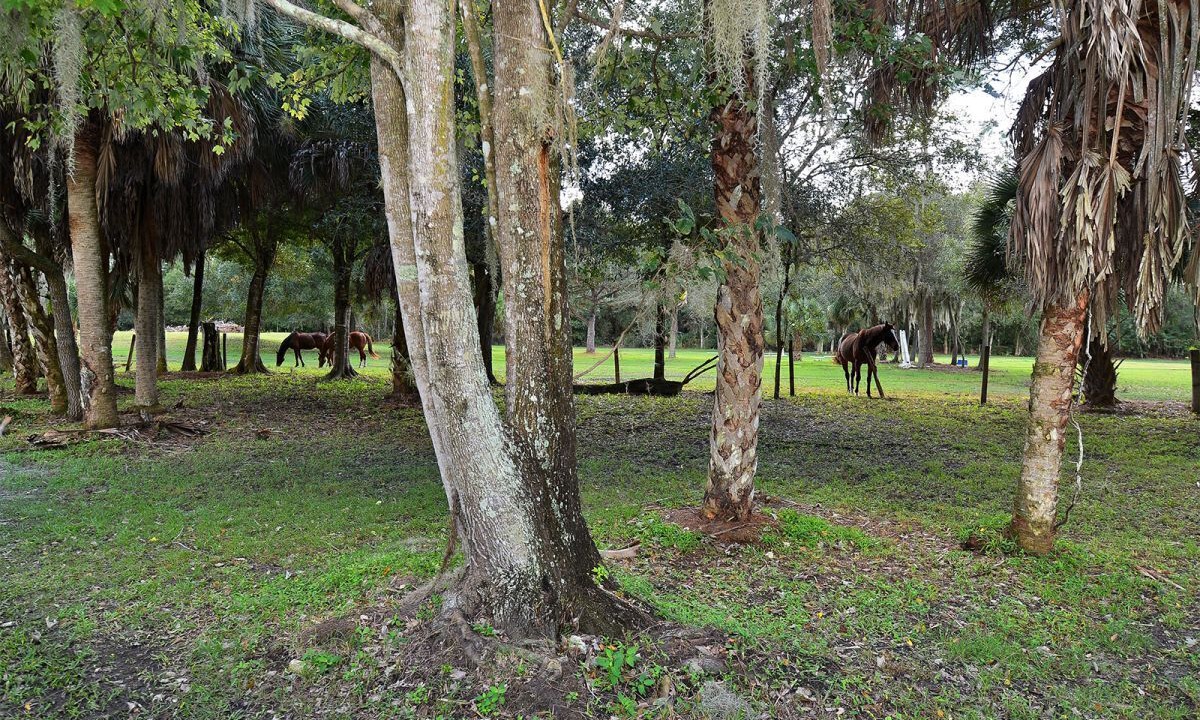Photo of Outdoor in Sarasota