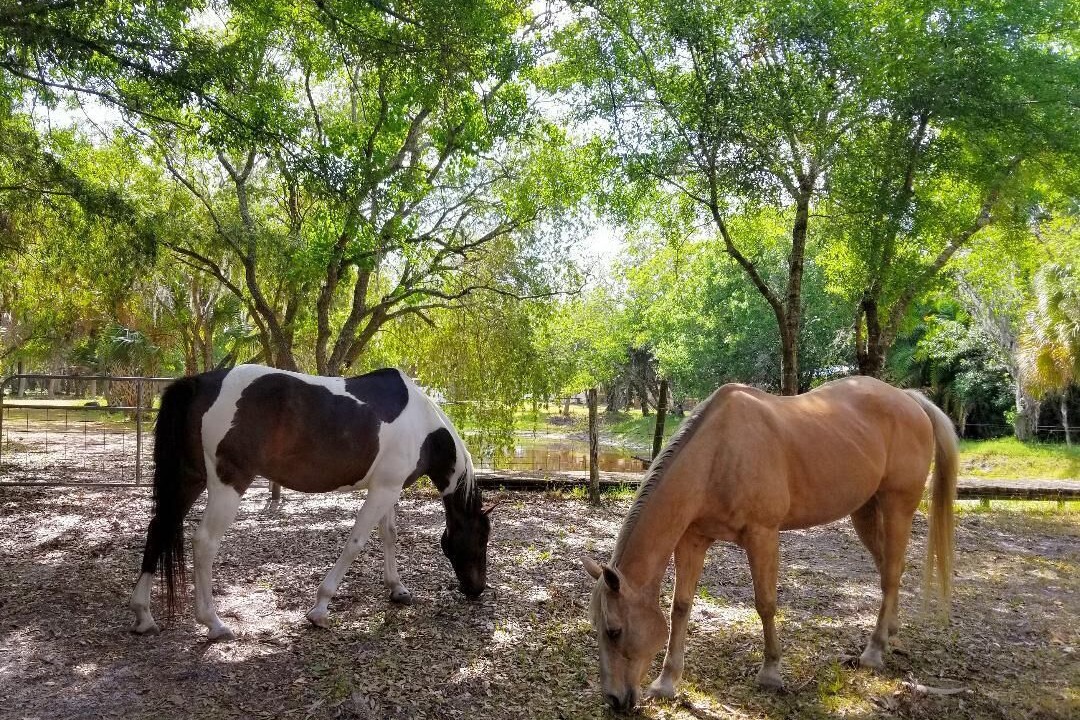 Photo of Outdoor in Sarasota