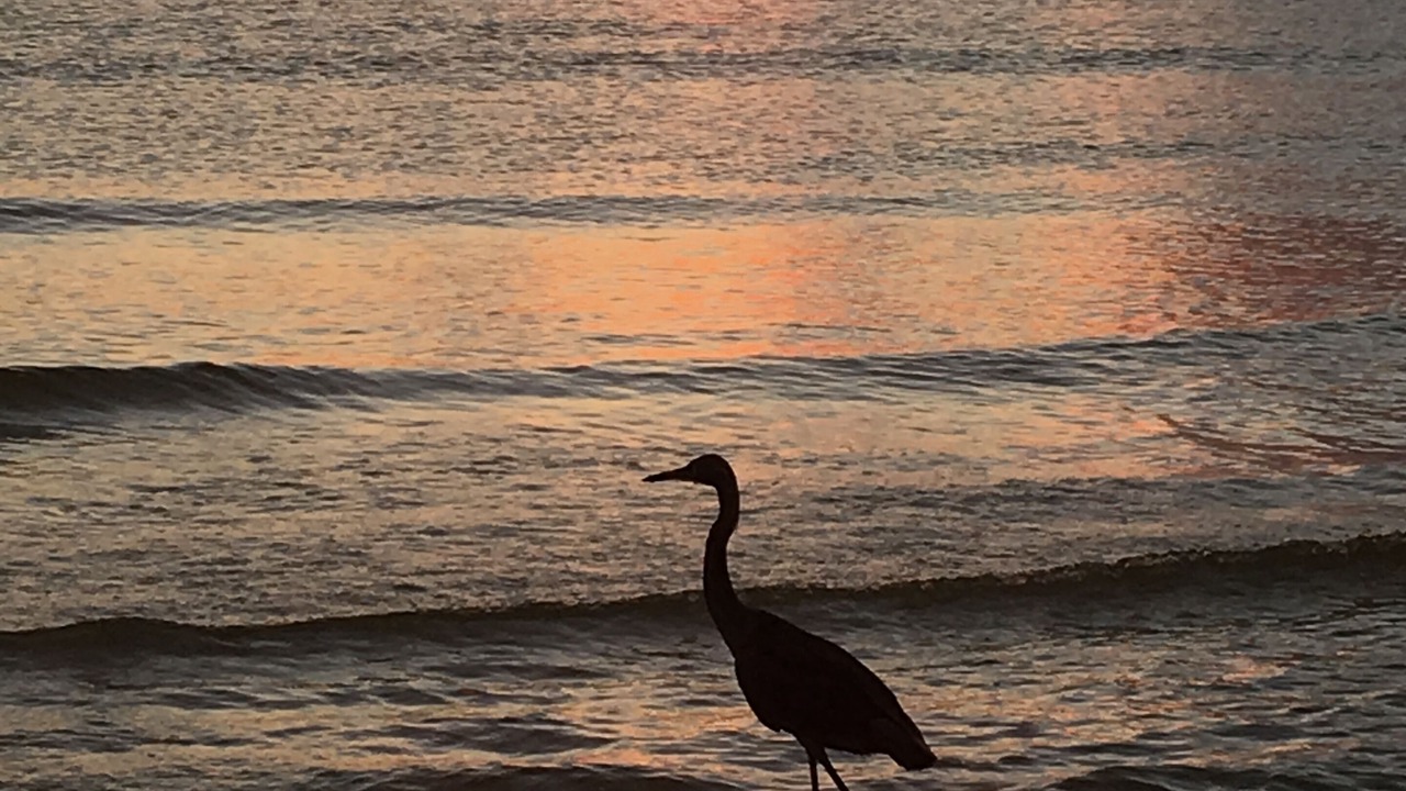 Photo of Others in Marco Island