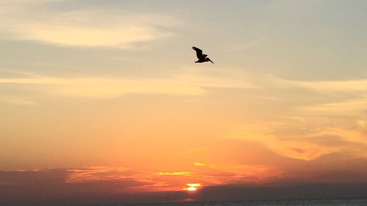 Photo of Others in Marco Island