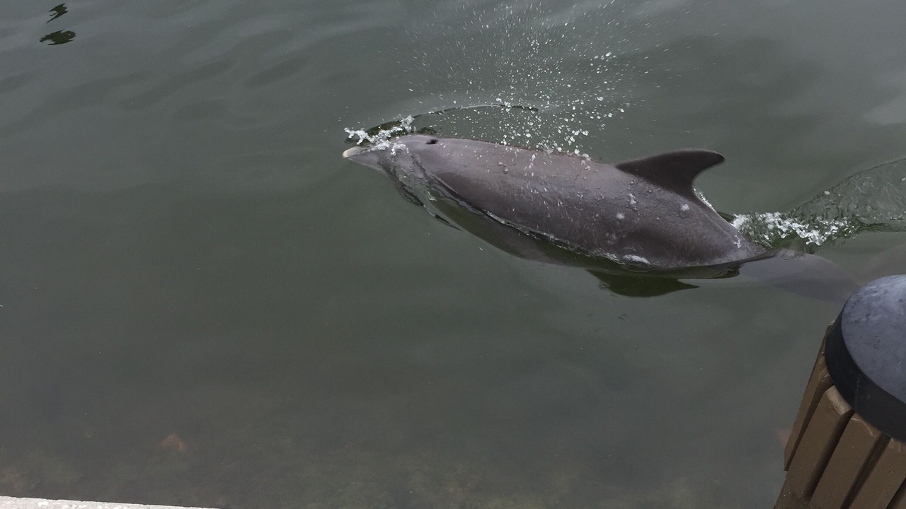 Photo of Others in Marco Island