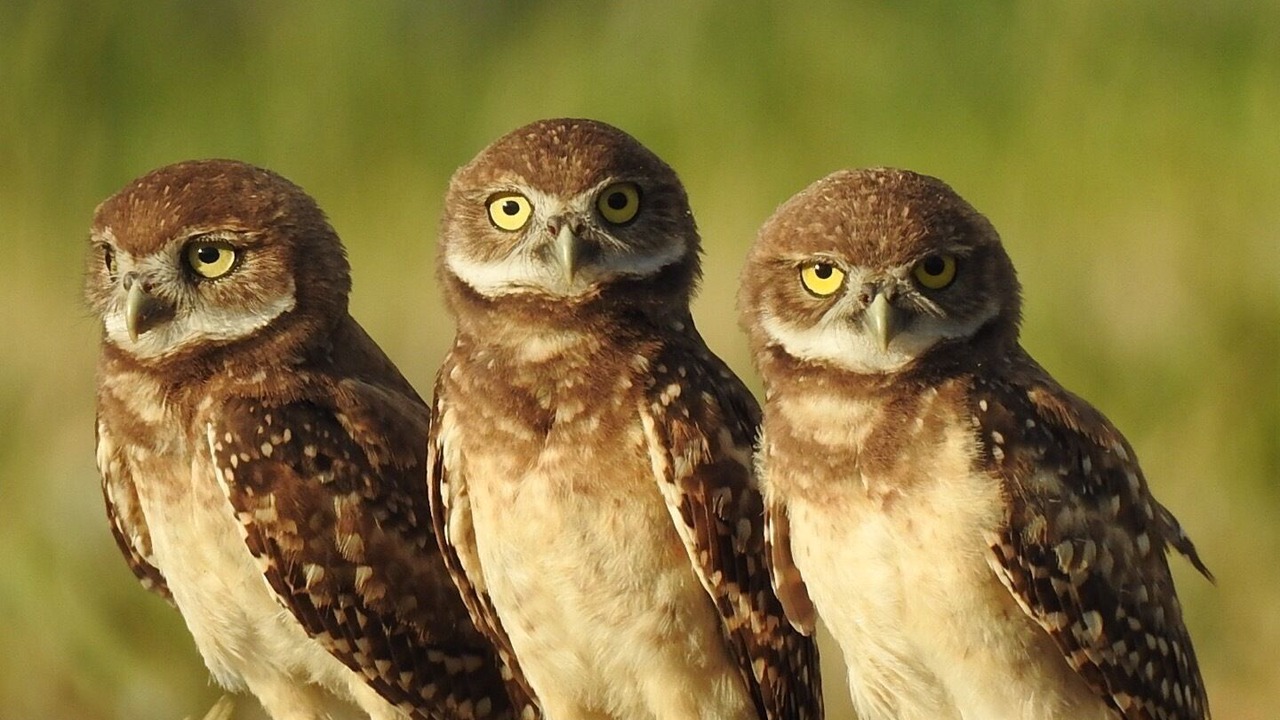 Photo of Others in Marco Island
