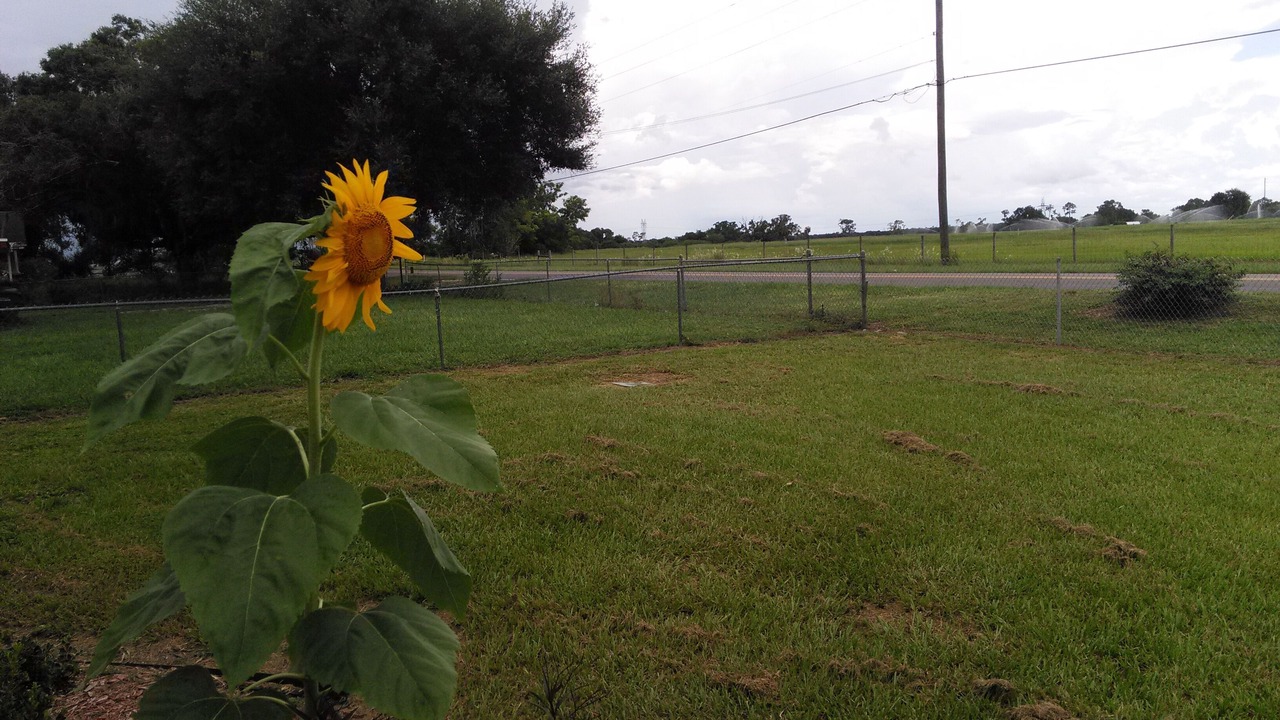 Photo of Outdoor in Lake Wales