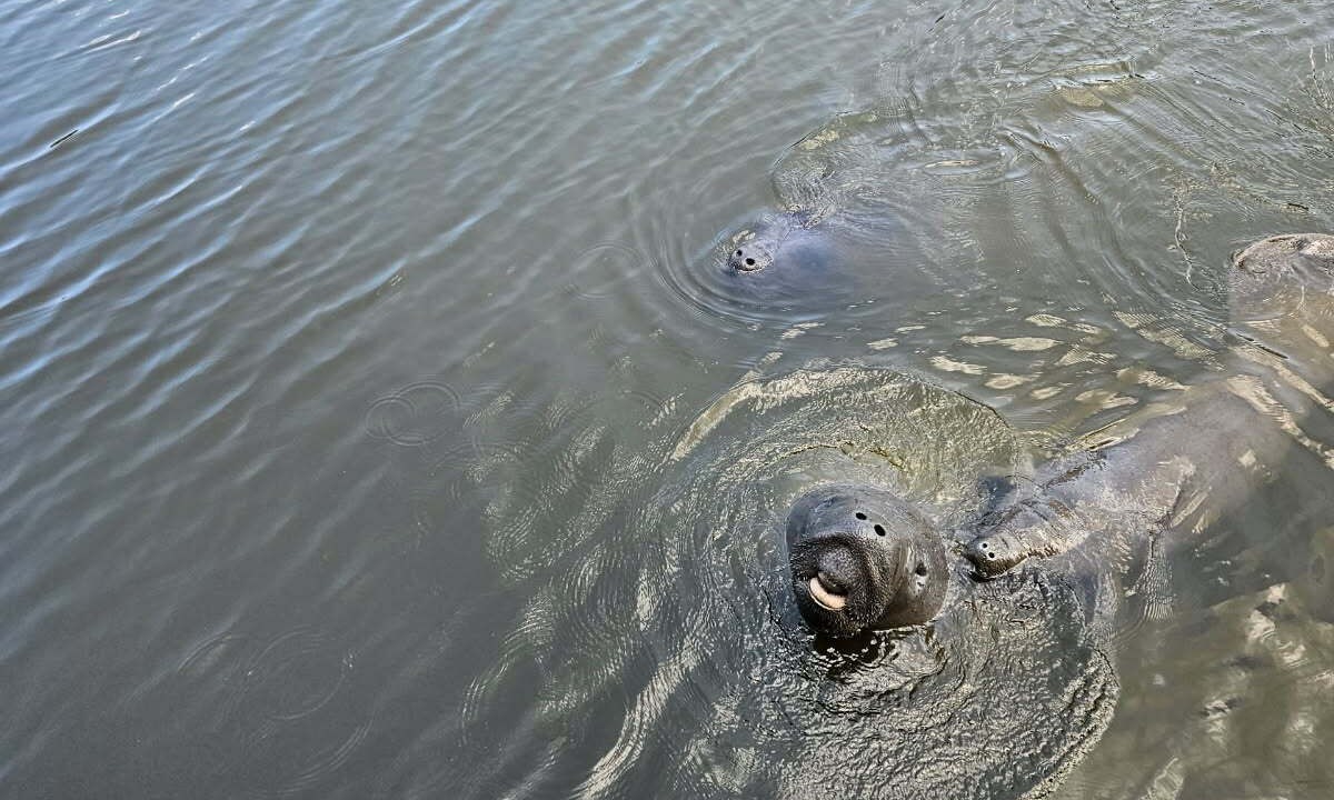 Photo of Others in Cocoa Beach