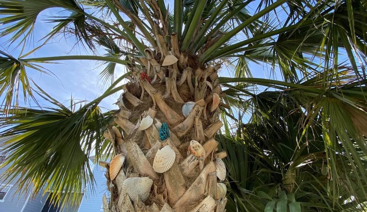 Photo of Others in Cape San Blas