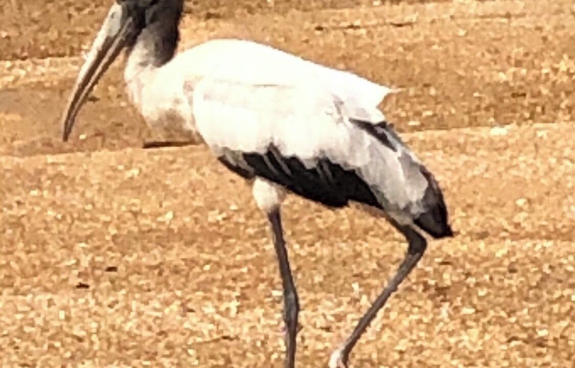 Photo of Others in St. Augustine