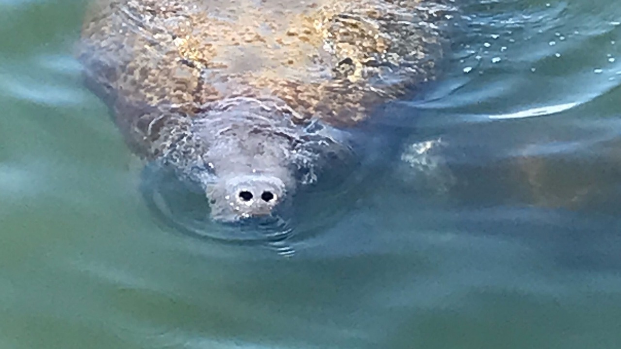 Photo of Outdoor in Homosassa