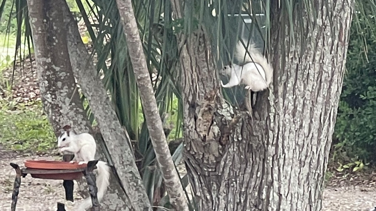 Photo of Outdoor in Alligator Point