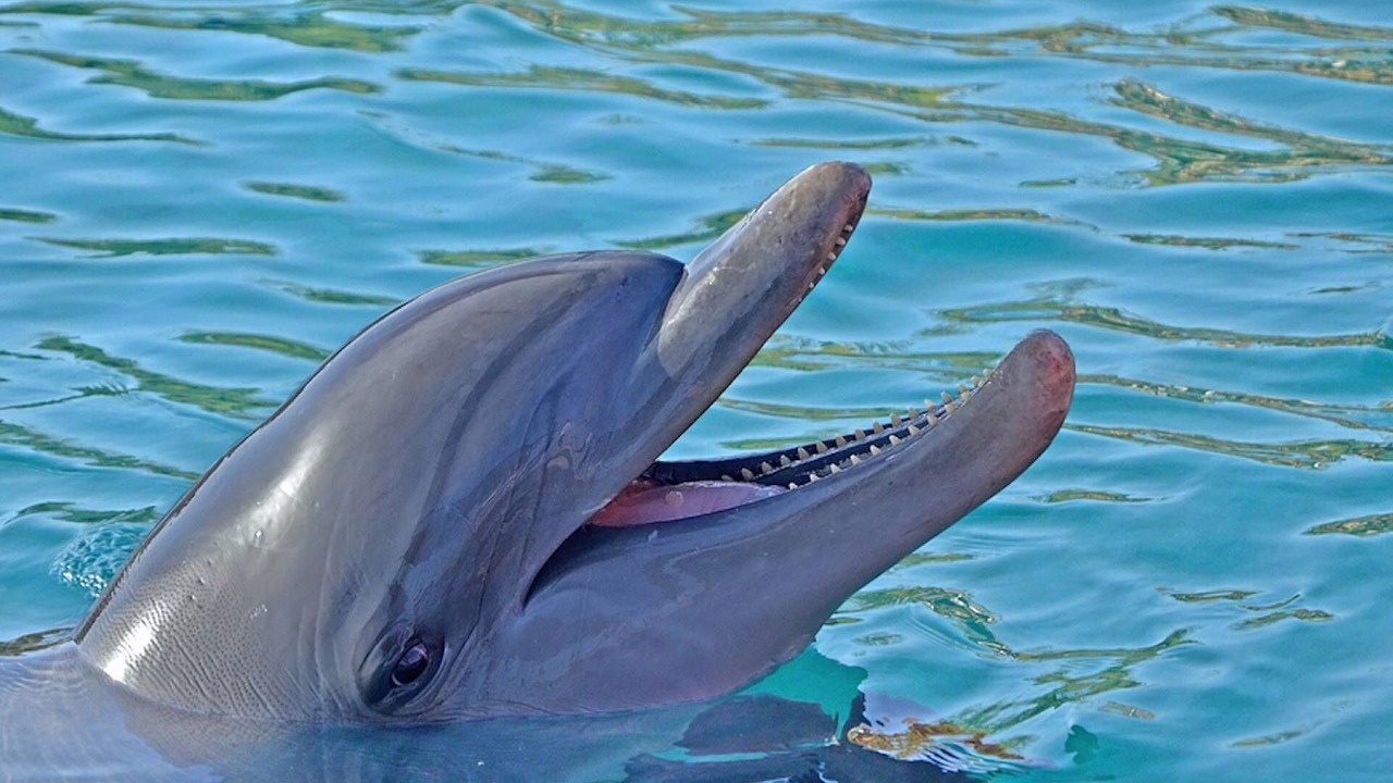 Photo of Others in Siesta Key