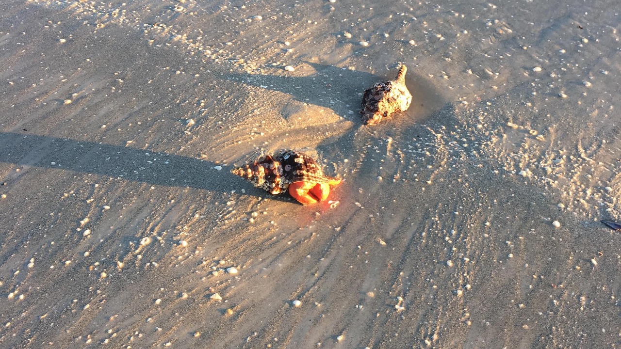Photo of Others in Sanibel