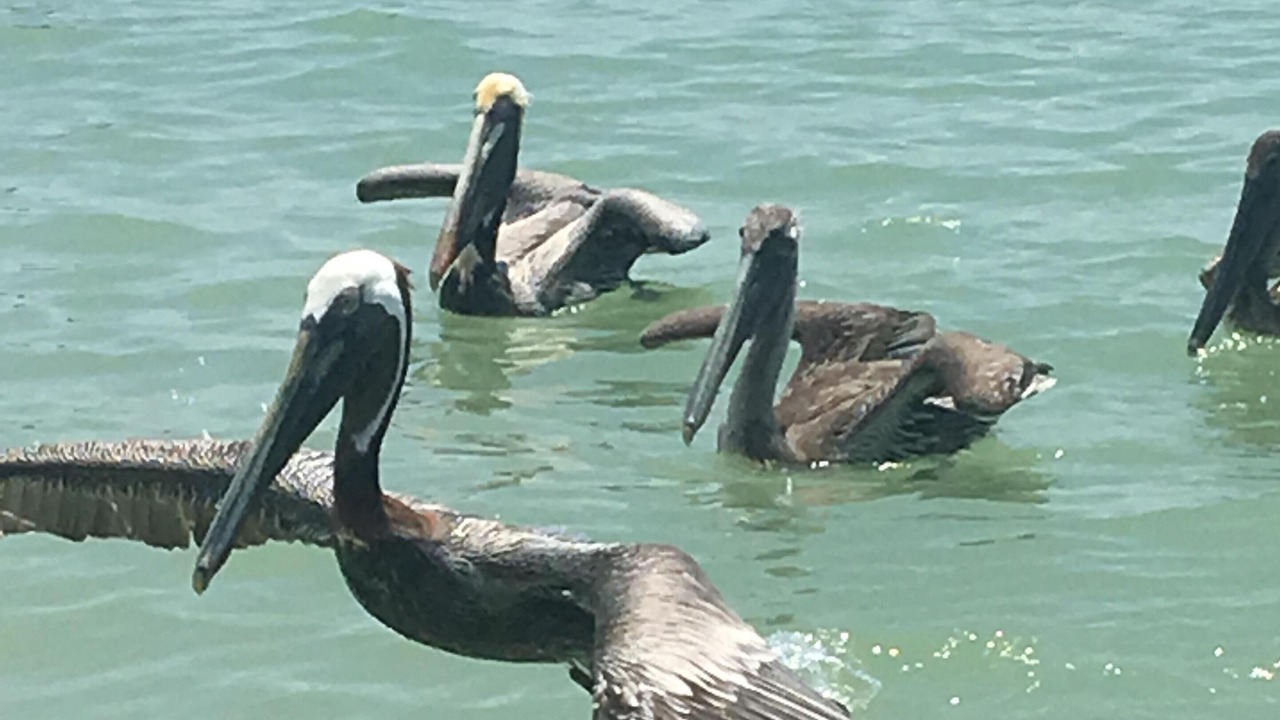 Photo of Others in Sanibel