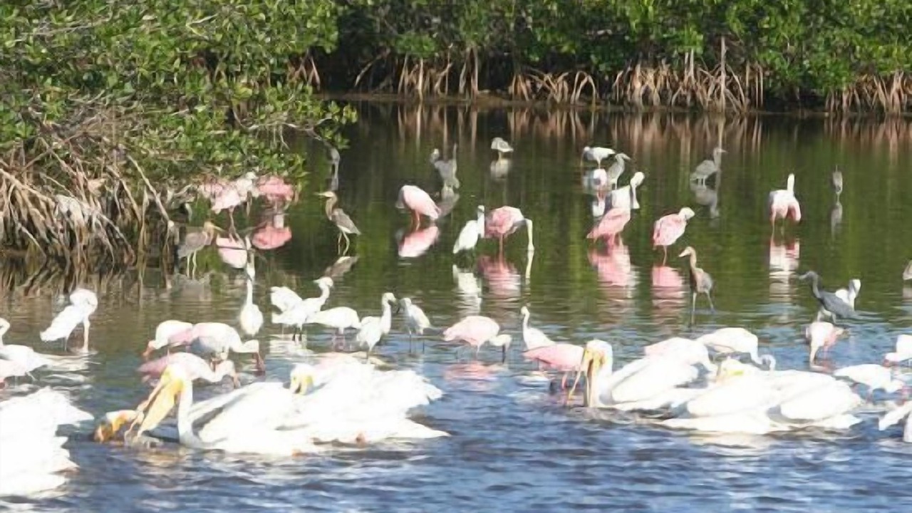 Photo of Outdoor in Tradewinds