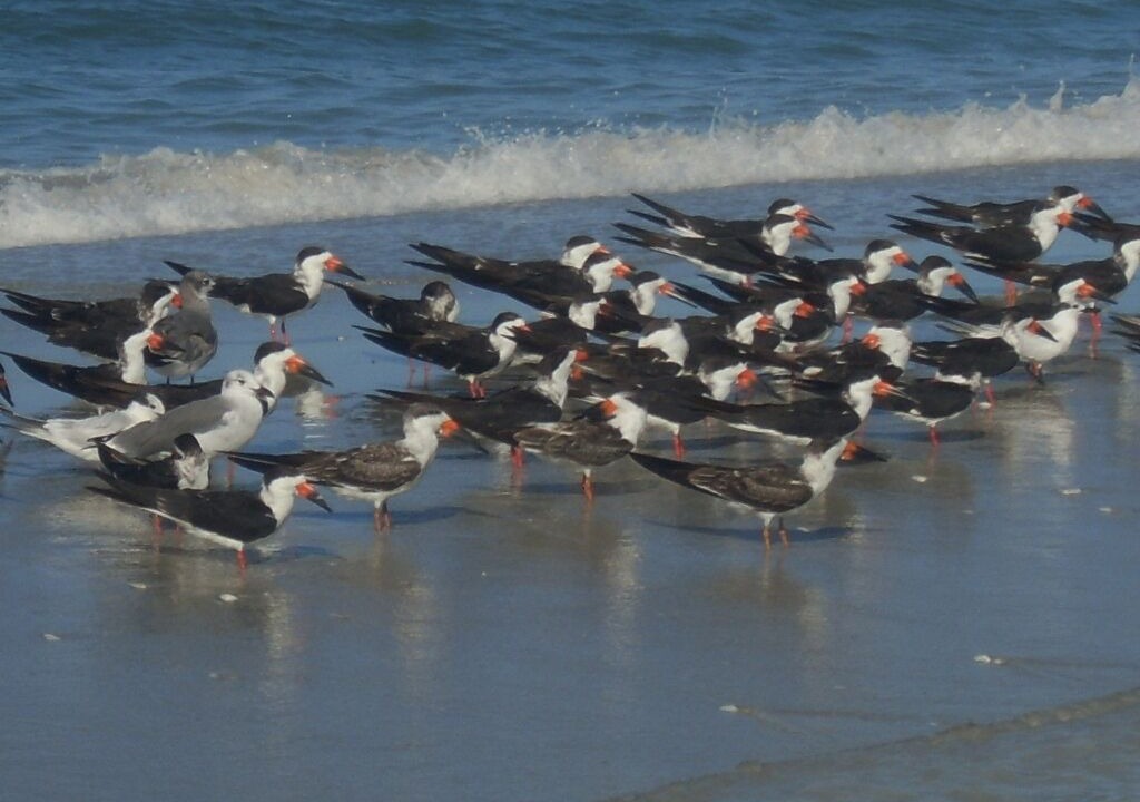 Photo of Others in Palm Island