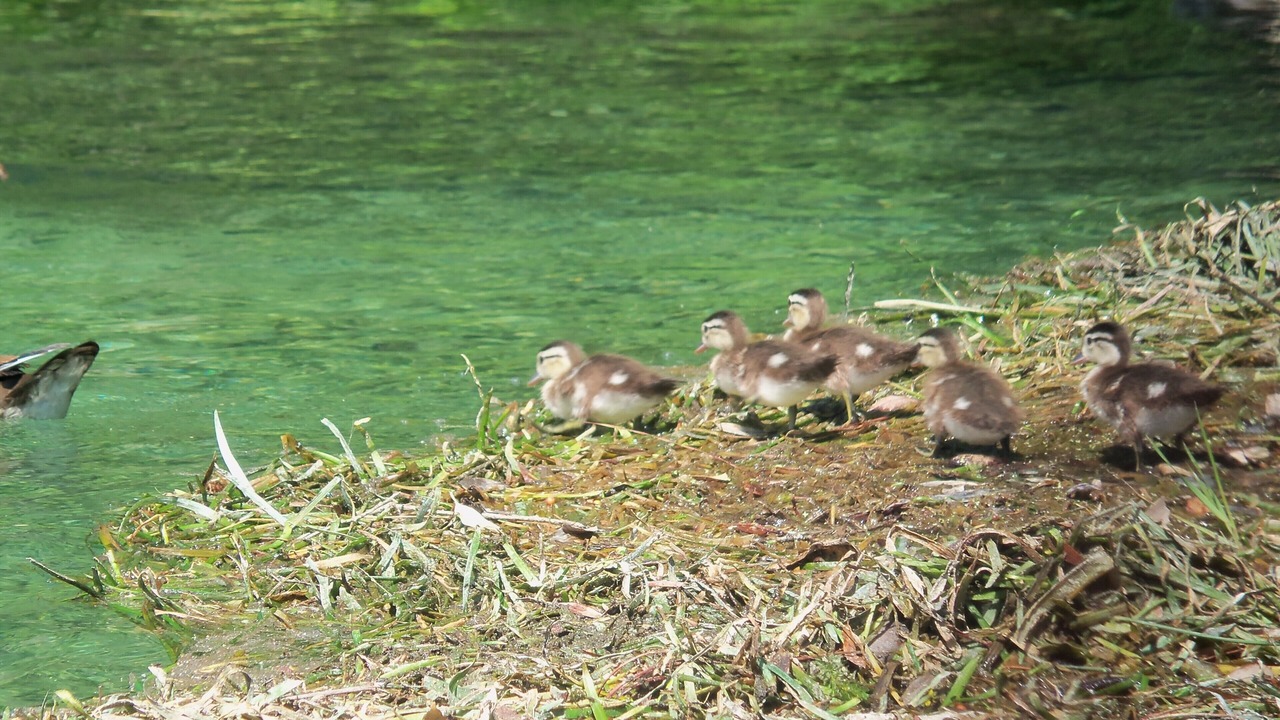 Photo of Others in Dunnellon