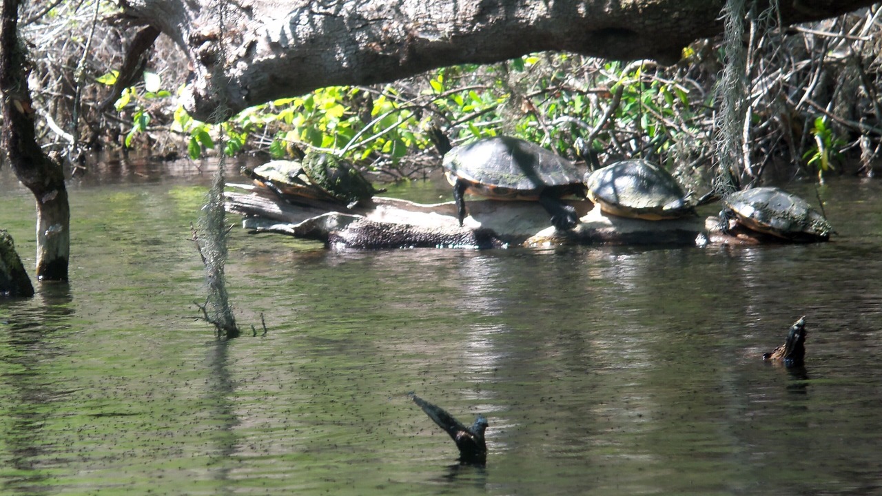 Photo of Others in Dunnellon