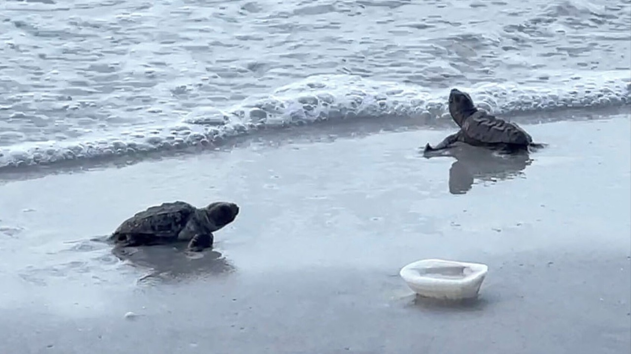 Photo of Others in Sanibel