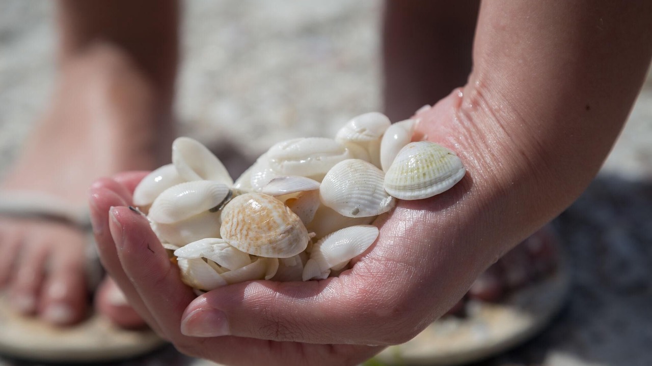 Photo of Others in Sanibel
