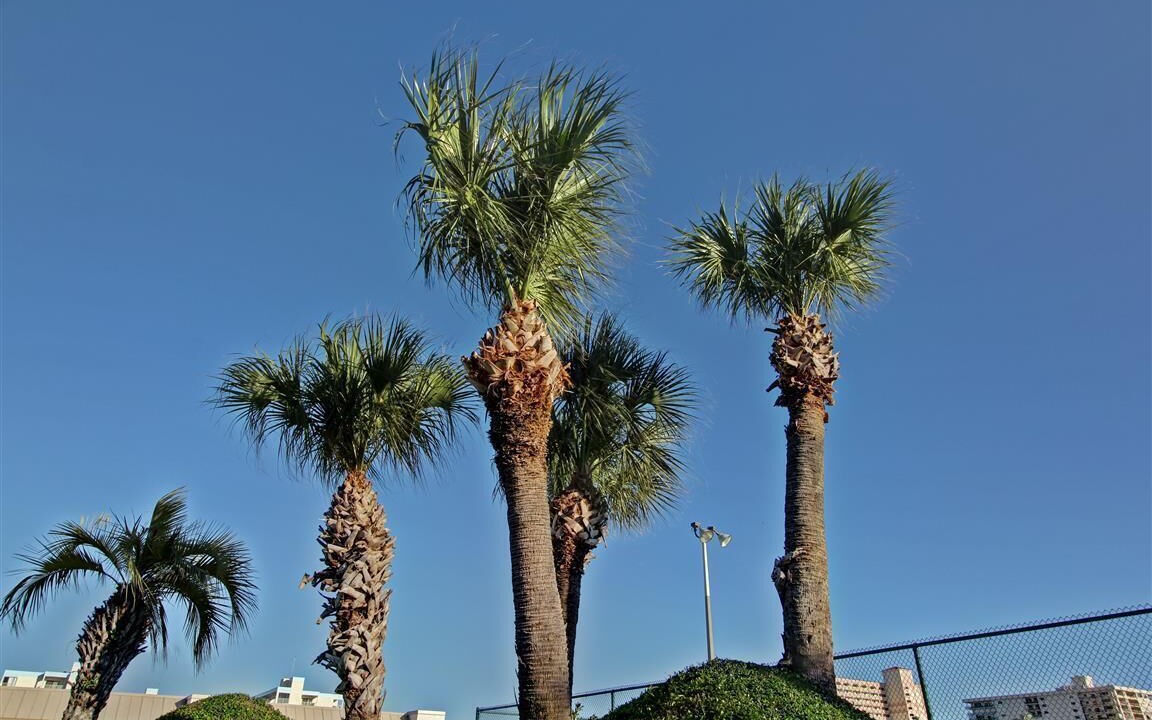Photo of Outdoor in Cocoa Beach