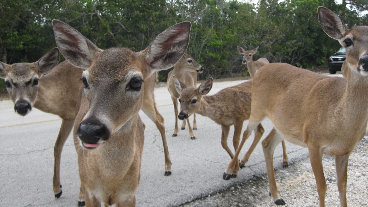 Photo of Others in Little Torch Key