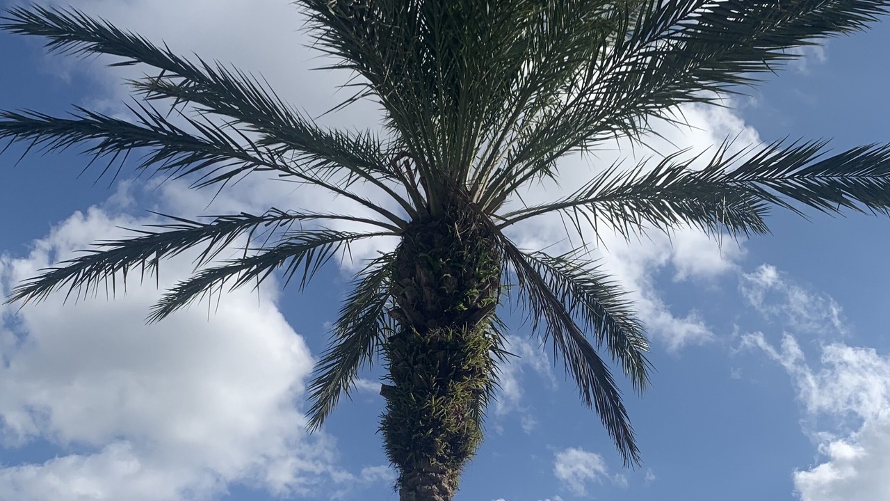 Photo of Outdoor in Orange Tree