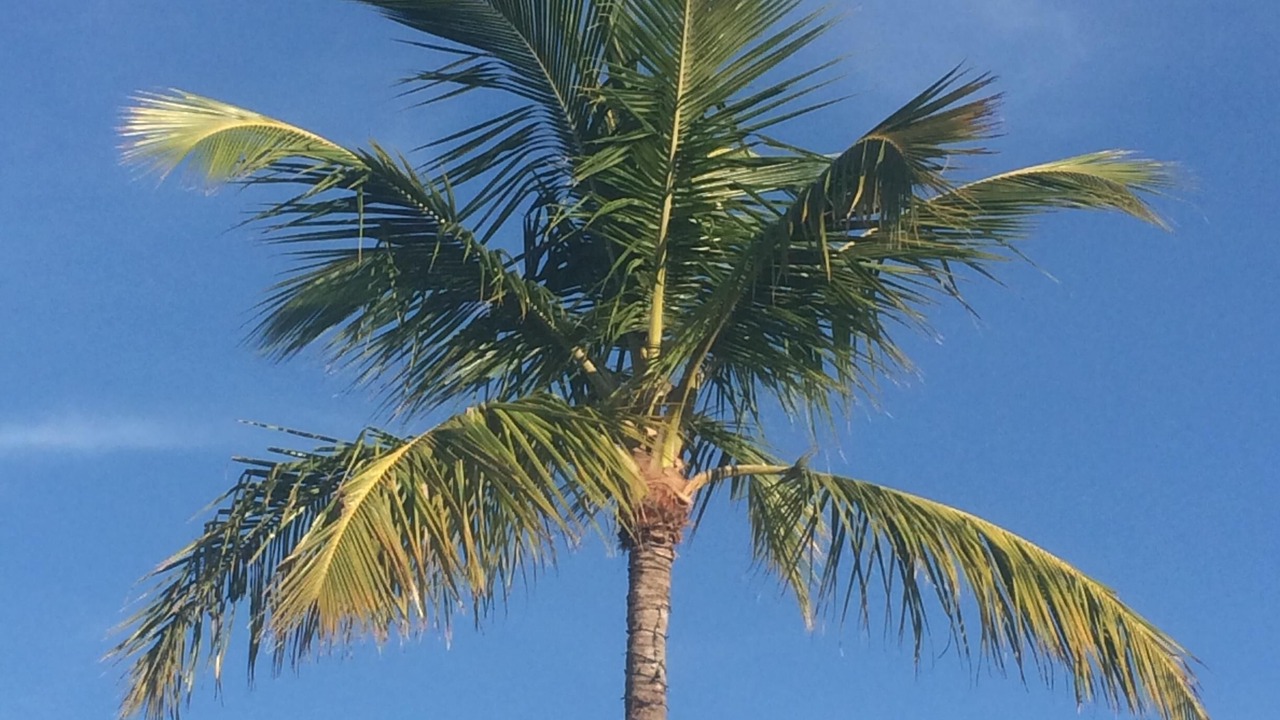 Photo of Others in Cocoa Isles