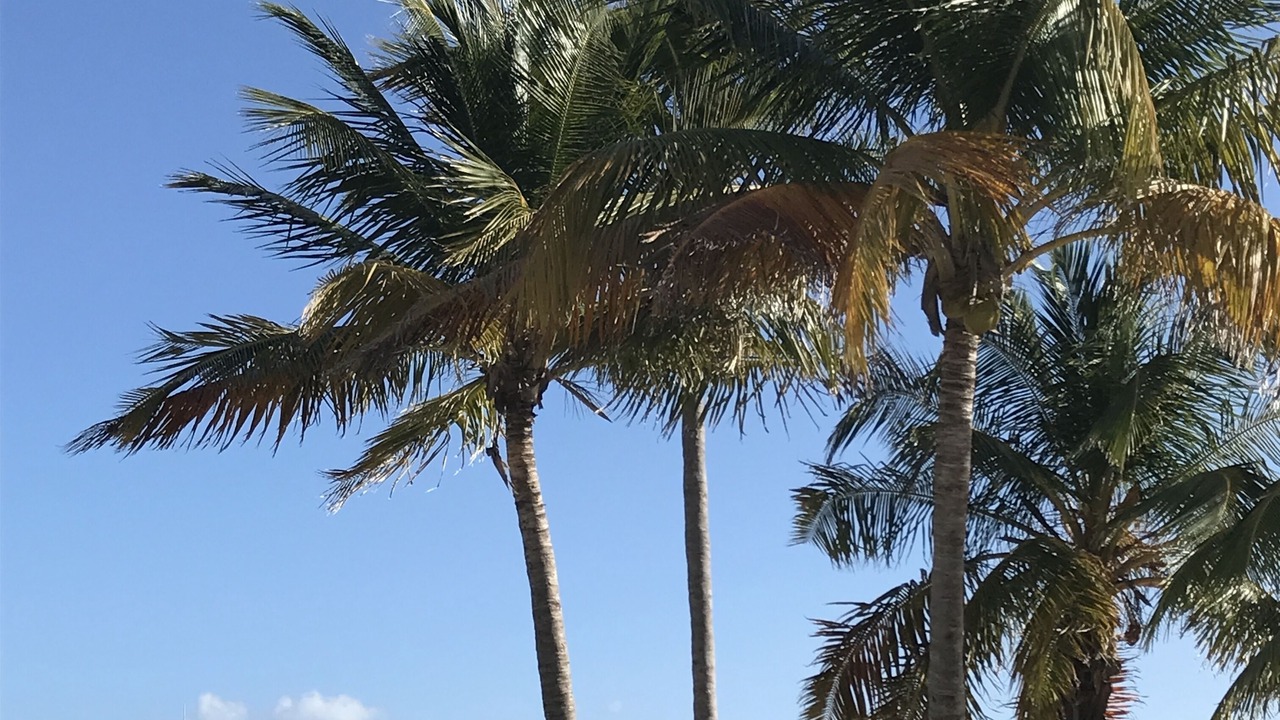 Photo of Others in Key Biscayne