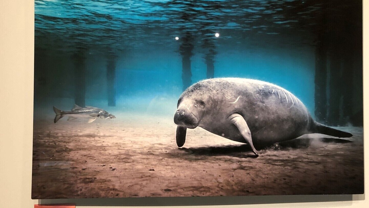 Photo of Others in Jupiter