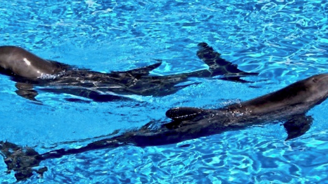 Photo of Others in Navarre Beach