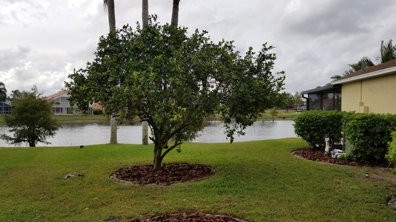 Photo of Outdoor in West Kissimmee