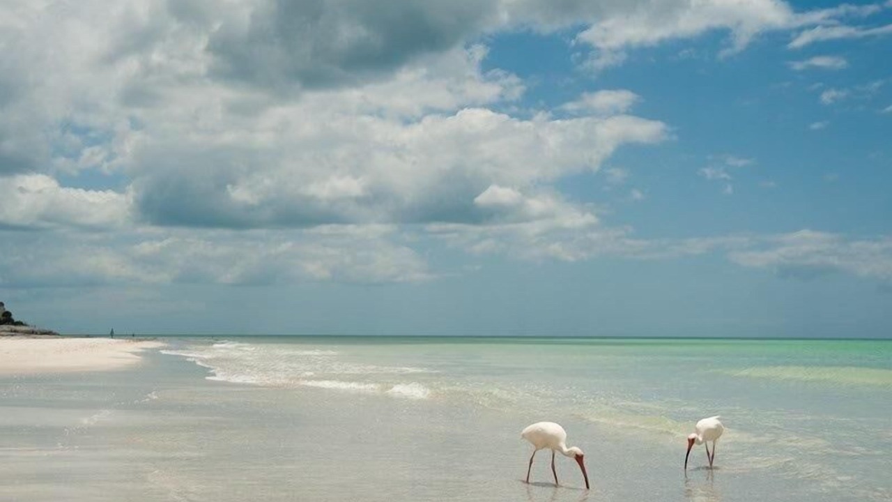 Photo of Others in Longboat Key