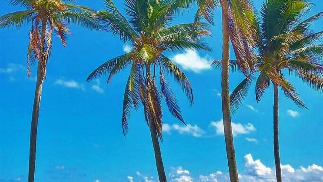 Photo of Others in Key Biscayne