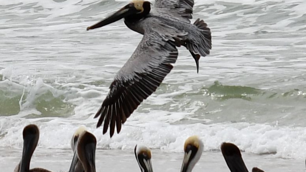 Photo of Others in Laguna Beach