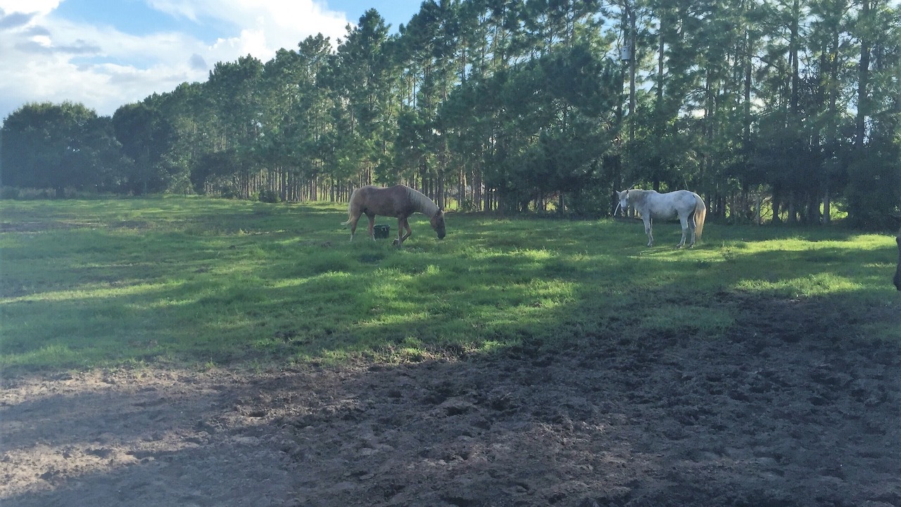 Photo of Others in Braden River